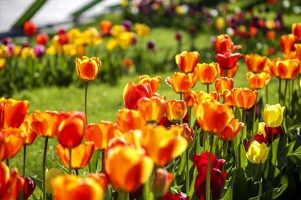 باغ گل ها در کرج