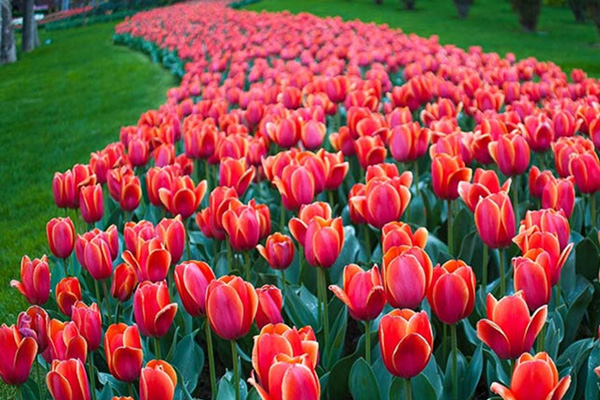 باغ گلهای کرج